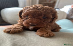 Cavapoo dogs for sale: ONE LAST LITTLE GIRL AVAILABLE  - Image 4
