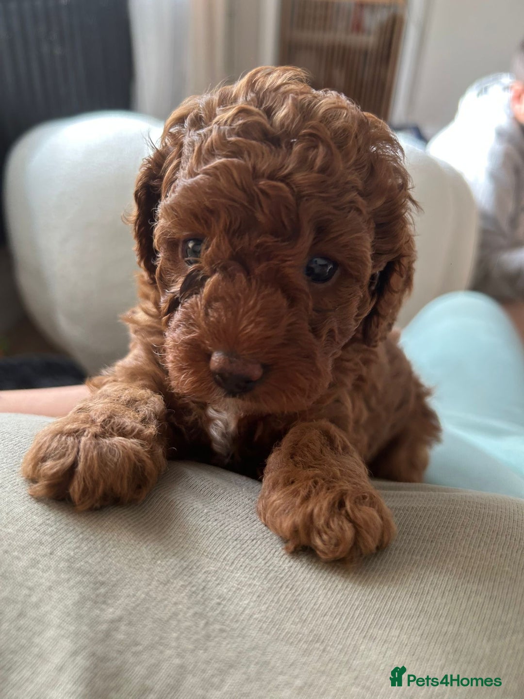 Cavapoo dogs for sale: ONE LAST LITTLE GIRL AVAILABLE  - Image 4
