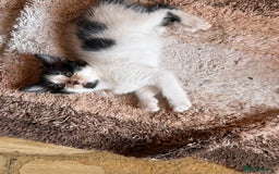 British Longhair cats for sale: Fluffy beautiful kitties  - Image 13