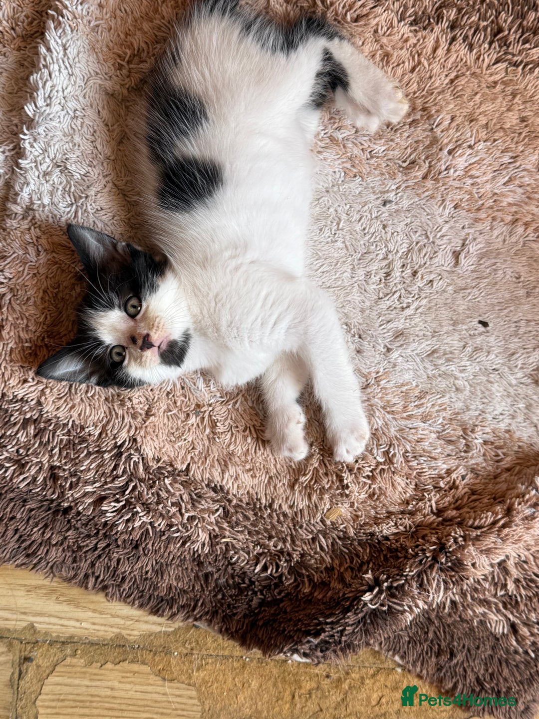 British Longhair cats for sale: Fluffy beautiful kitties  - Image 13