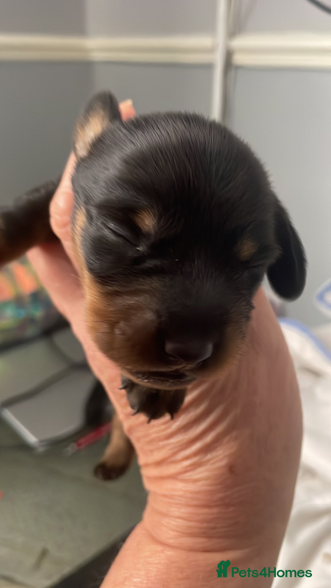Dachshund dogs for sale: Dachound puppies - Advert 5