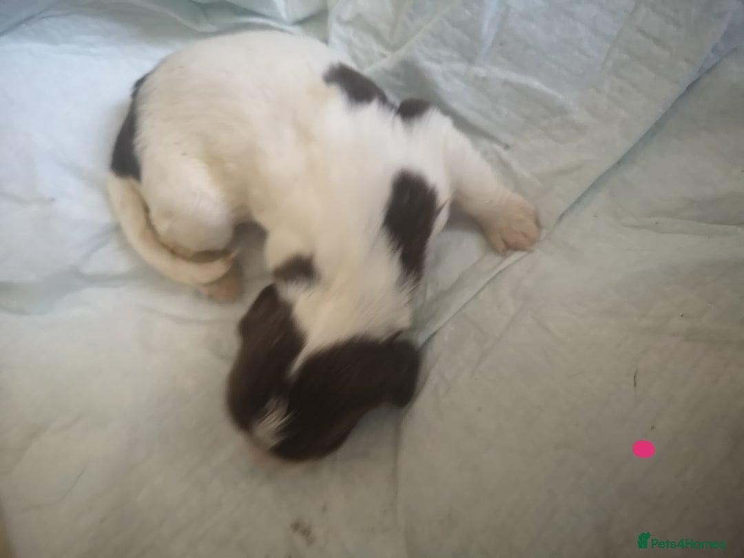 English Springer Spaniel dogs for sale: Beautiful springer Spainel pups. Ready 01/11/25 - Image 7