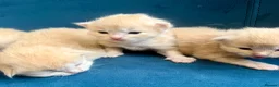 Ragcoon cats for sale: Rare Ragacoon Ragdoll x Maine Coon  - Advert 23