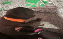 Staffordshire Bull Terrier dogs for sale: Stafford bull terrier pups - Image 8