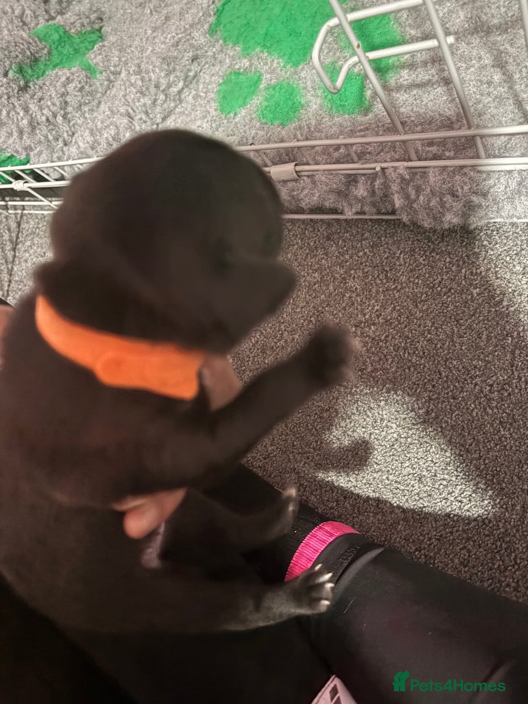 Staffordshire Bull Terrier dogs for sale: Stafford bull terrier pups - Image 8