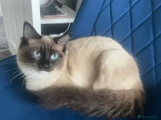 Ragdoll cats Ragdoll × British Shorthair Kittens - Advert 1