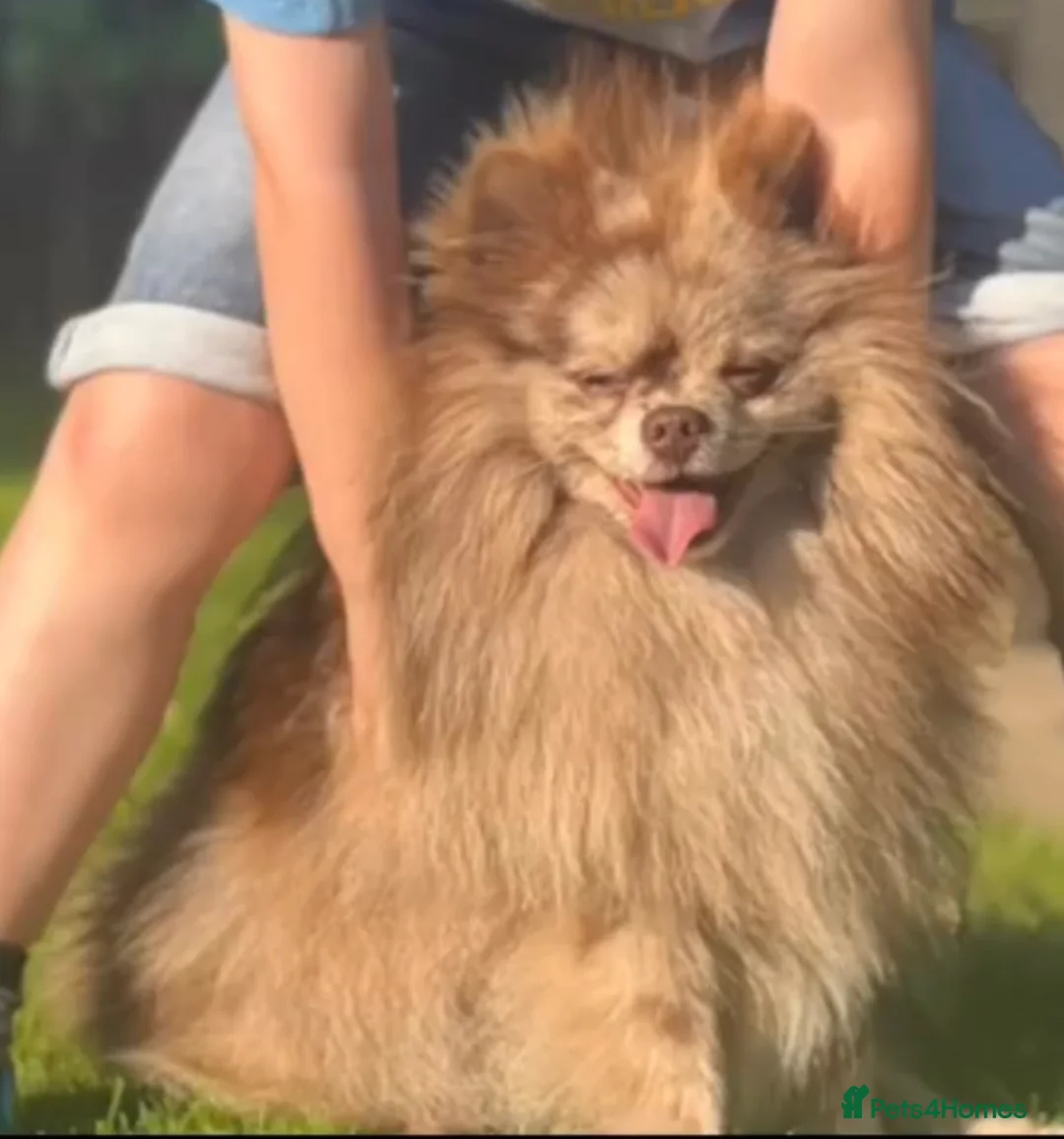 Pomeranian dogs for stud: Chocolate Merle Pomeranian stud  in Sunderland - Advert 6