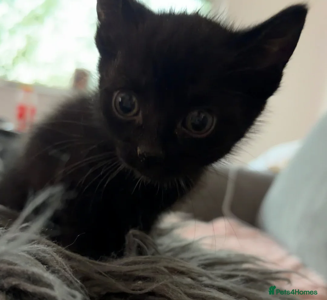 Mixed Breed cats for sale: 3 male kittens 1 tabby & 2 black in Nottingham - Advert 2