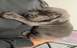 Cane Corso dogs for sale: CANE CORSO TOP QUALITY STRAJANO BLOODLINE FERMINTO - Advert 9