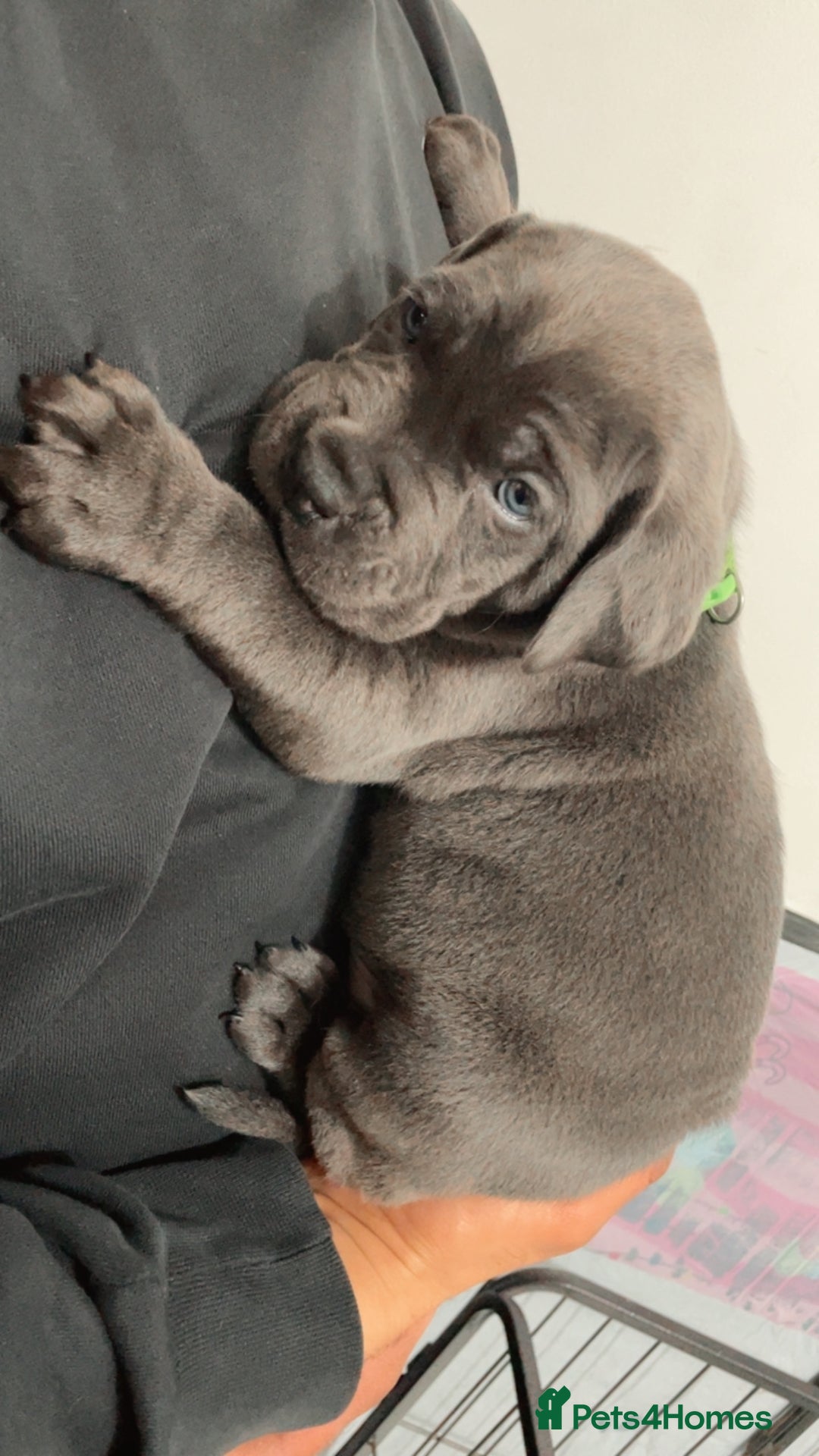 Cane Corso dogs for sale: CANE CORSO TOP QUALITY STRAJANO BLOODLINE FERMINTO - Advert 9