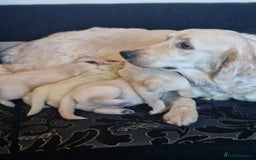 Golden Retriever dogs for sale: 🐾Pure Golden retrievers puppy🐾 - Image 29