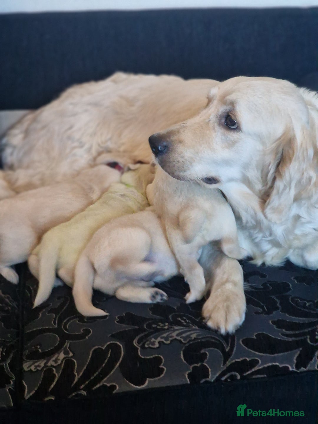 Golden Retriever dogs for sale: 🐾Pure Golden retrievers puppy🐾 - Image 29
