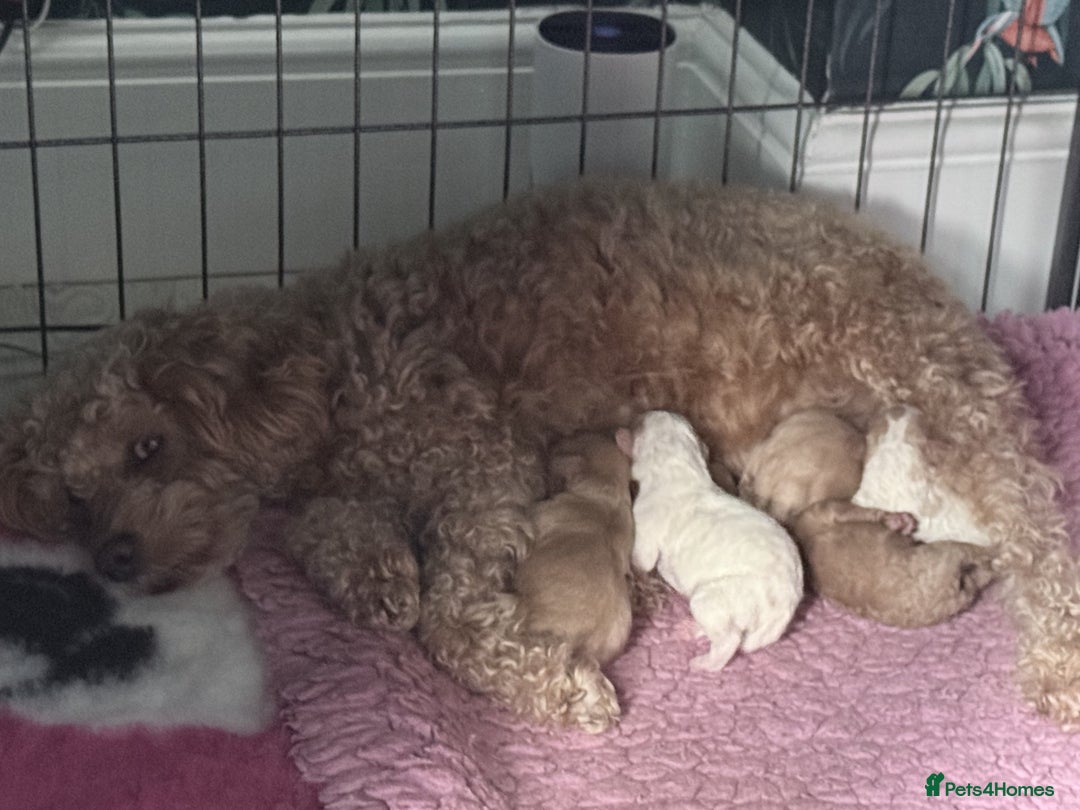 Cavapoo dogs for sale: F2 Cavapoo Puppies - Advert 12