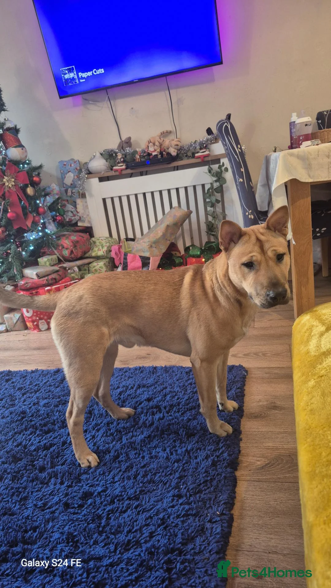 Mixed Breed dogs for sale: Mixed  in Salisbury - Advert 6