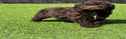 Cockapoo dogs for sale: Beautiful cockerpoos - Advert 6