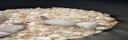 Ferret rodents for sale: 2 standard working male ferret’s for sale  - Advert 4