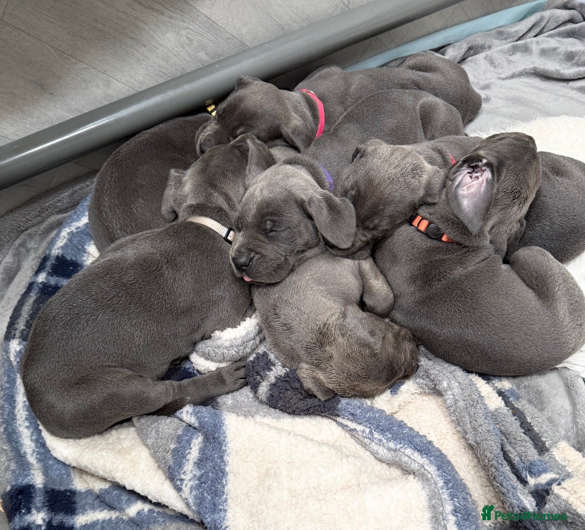 Great Dane dogs Beautiful Blue Great Dane Litter KC Reg - Advert 3