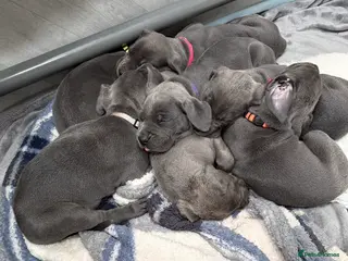 Great Dane dogs Beautiful Blue Great Dane Litter KC Reg - Advert 2