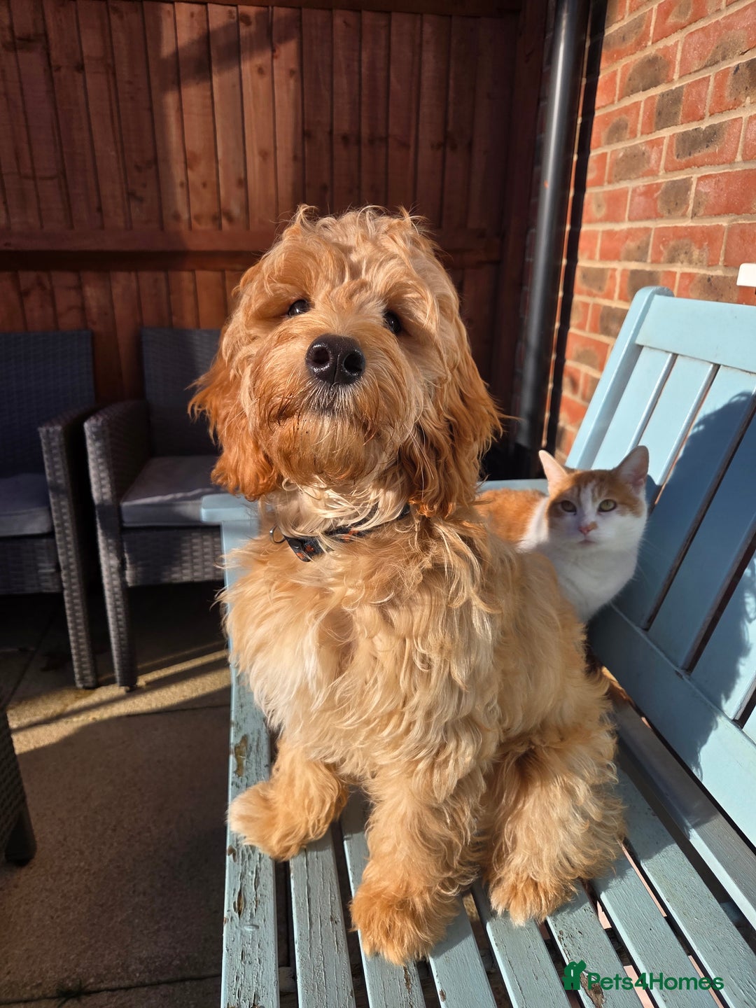 Cockapoo dogs for stud: Stunning proven F1 cockerpoo for stud - Advert 5