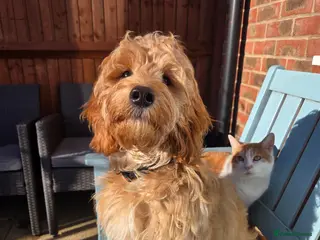 Cockapoo dogs Stunning proven F1 cockerpoo for stud - Advert 15