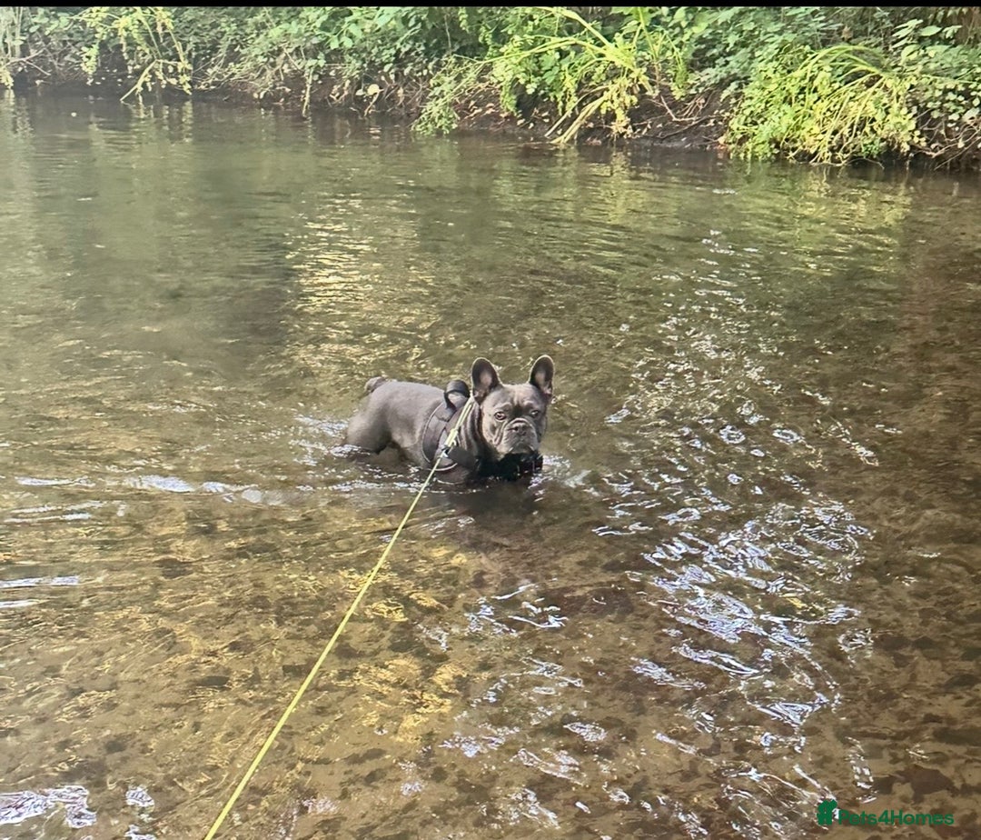 French Bulldog dogs for sale: French bulldog 3 years old - Advert 3