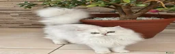 British Longhair cats for sale: Stunning British Longhair Kittens – Champion  - Advert 13