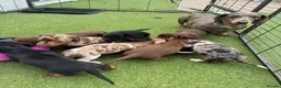 Dachshund dogs for sale: Dachshund in Gloucester - Advert 15
