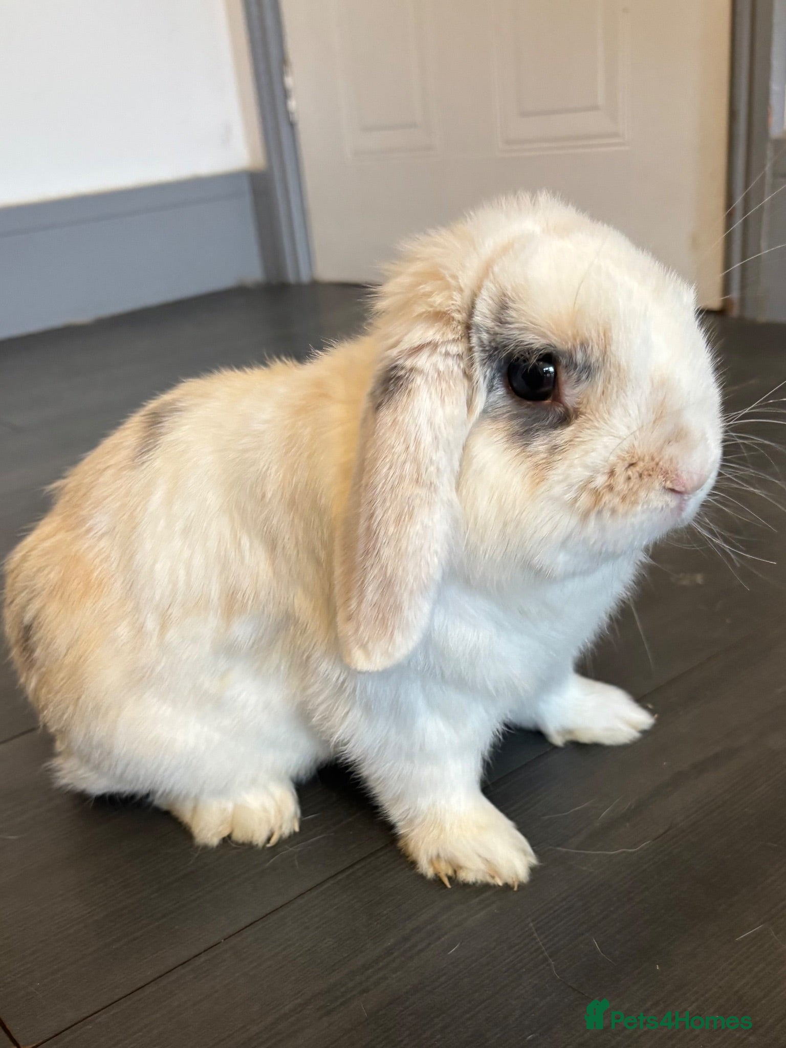 Mini Lop rabbits Beautiful mini-lop rabbit for sale - Advert 2
