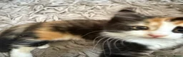 Mixed Breed cats for sale: Last Available Kitten Looking for Forever Home - Advert 15
