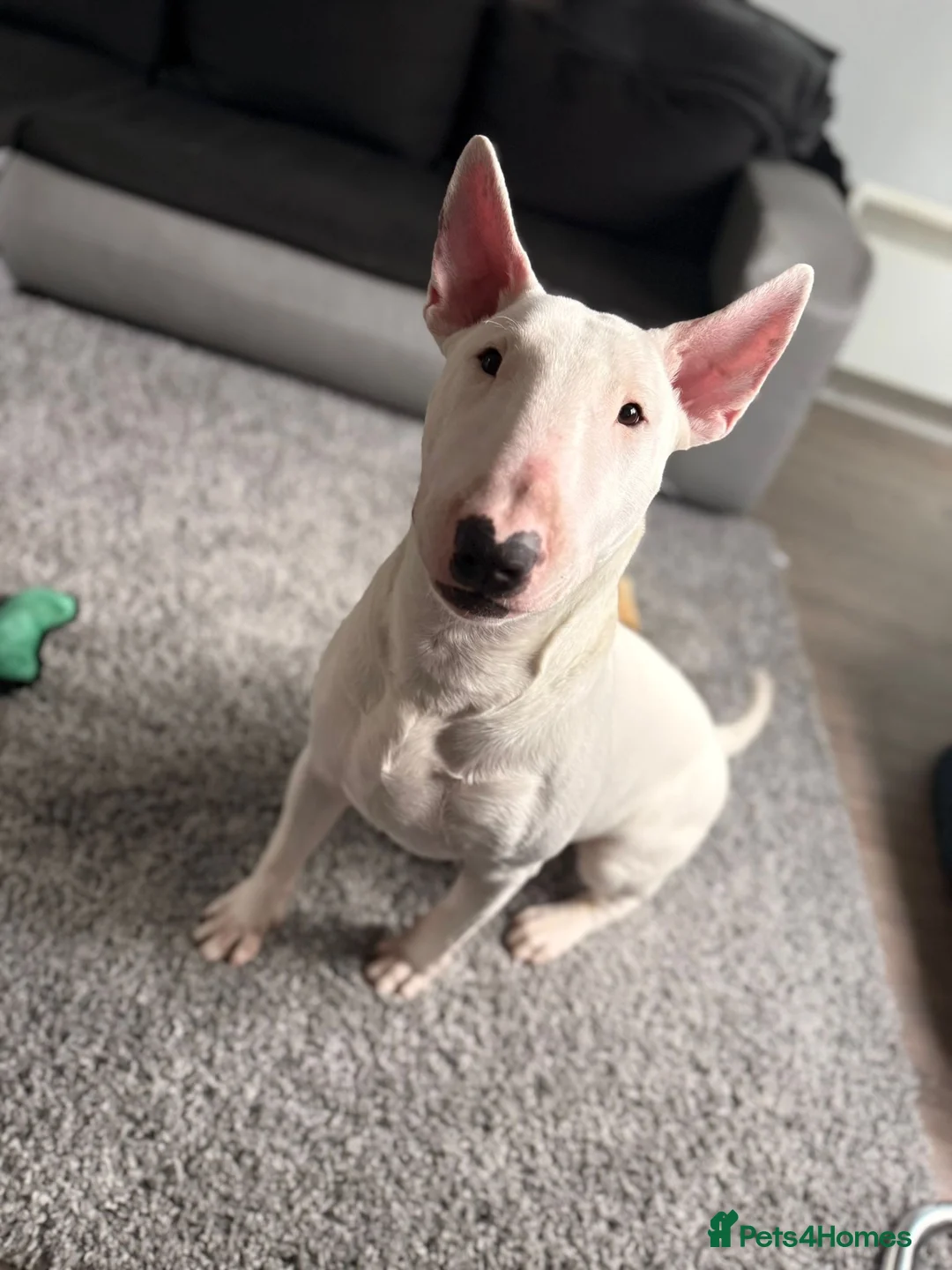 English Bull Terrier dogs for sale: Bull terrier  - Advert 2