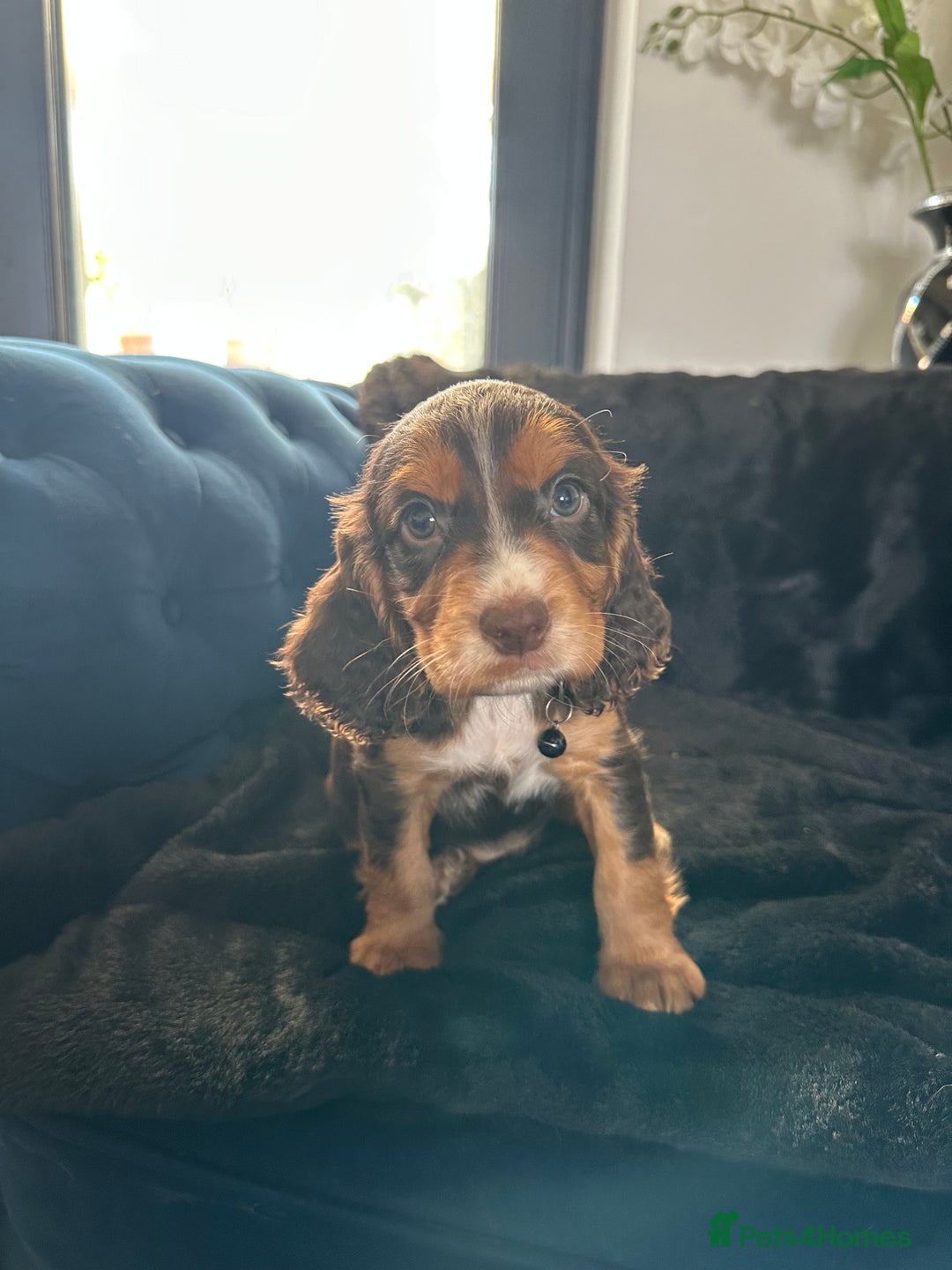Cocker Spaniel dogs for sale: BEAUTIFUL LITTER OF TRICOLOURED COCKER SPANIELS  - Image 10