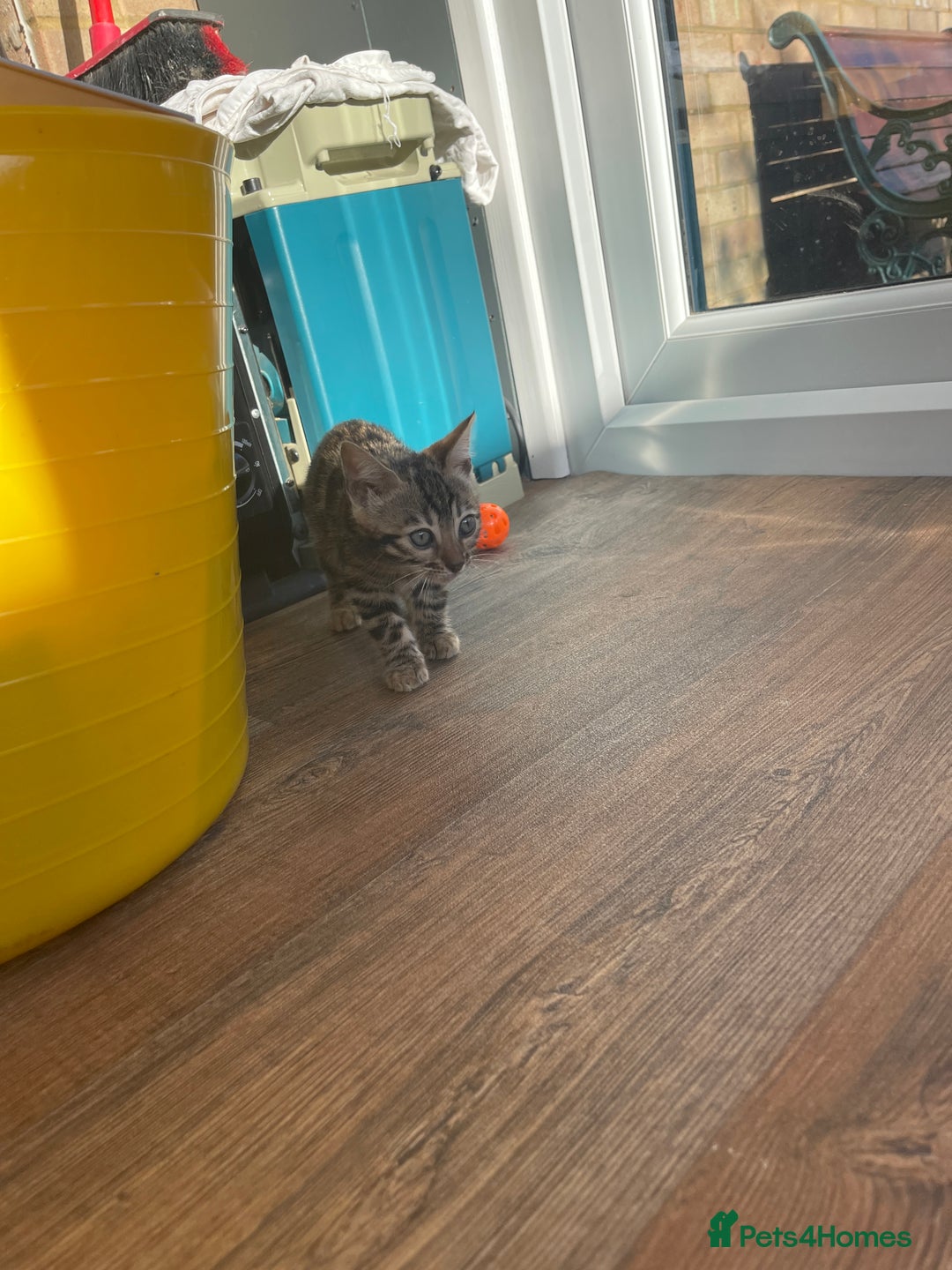 Bengal cats for sale: Bengal kitten girl for sale-Stunning 3-color Roset - Advert 9