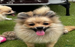 Pomeranian dogs for sale: Beautiful Pomeranian Teddy Bear Puppies - Image 8
