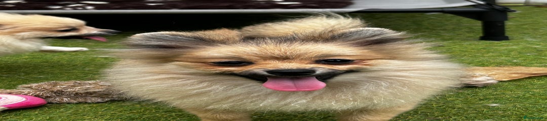 Pomeranian Puppy 4
