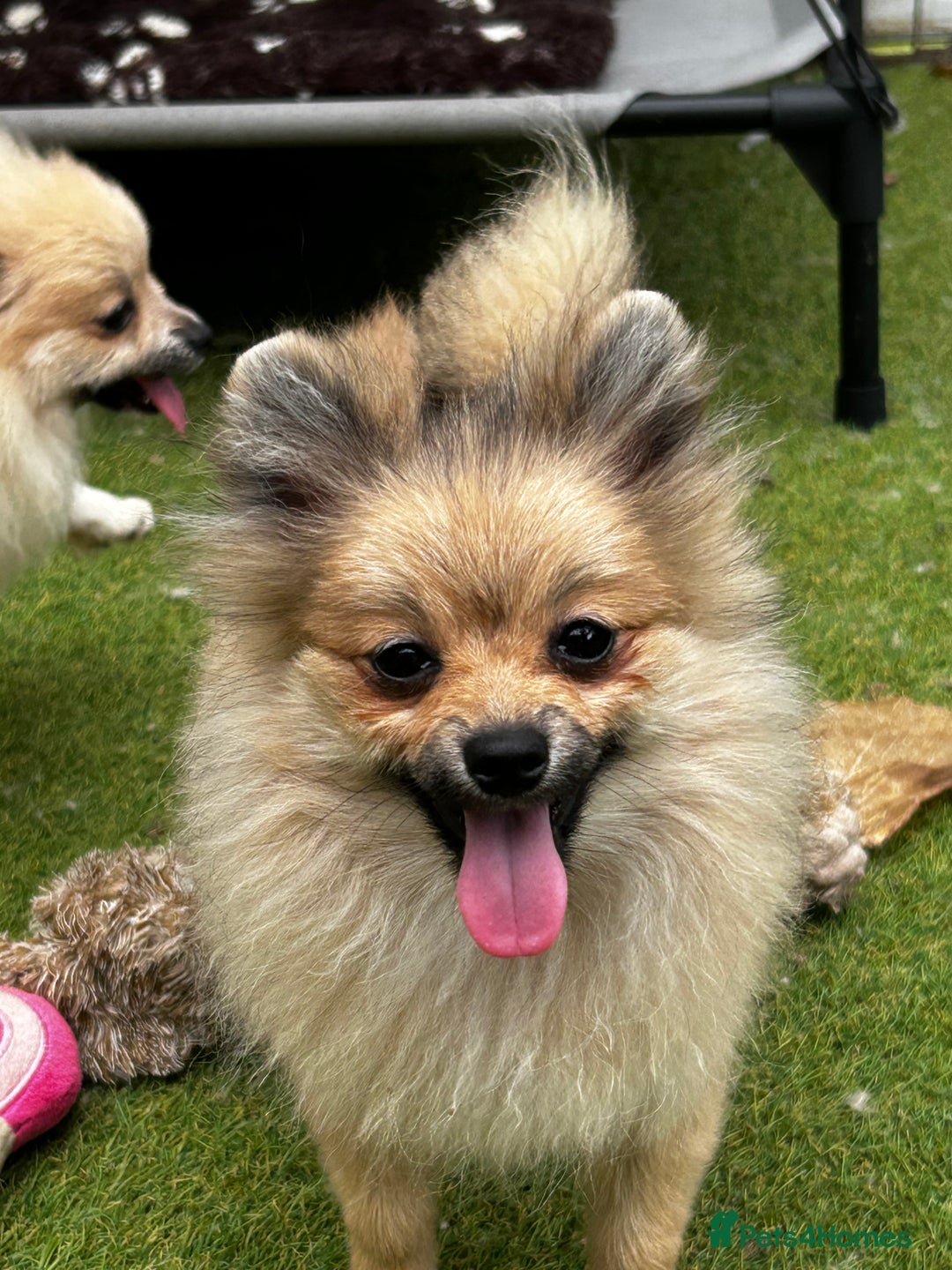 Pomeranian dogs for sale: Beautiful Pomeranian Teddy Bear Puppies - Image 8