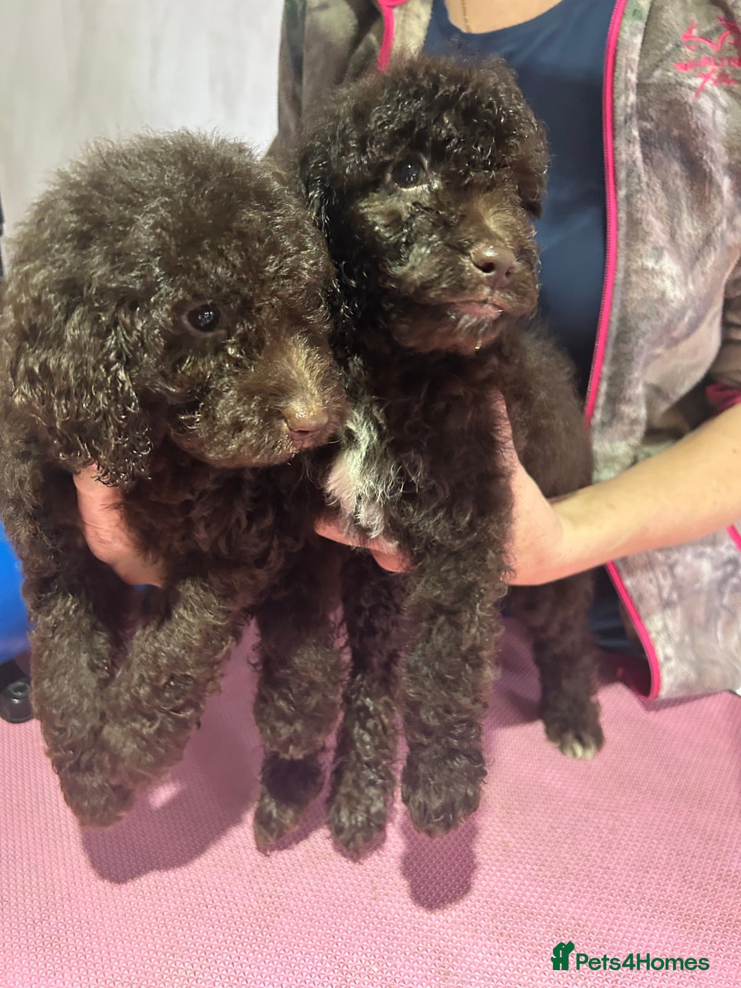 Cockapoo dogs for sale: Beautiful cockapoos - Advert 21