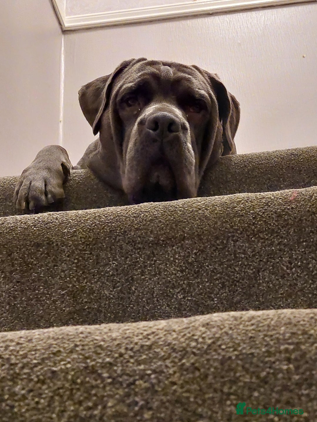 Mixed Breed dogs for sale: Cane Corso cross American bulldog puppy's  - Advert 24