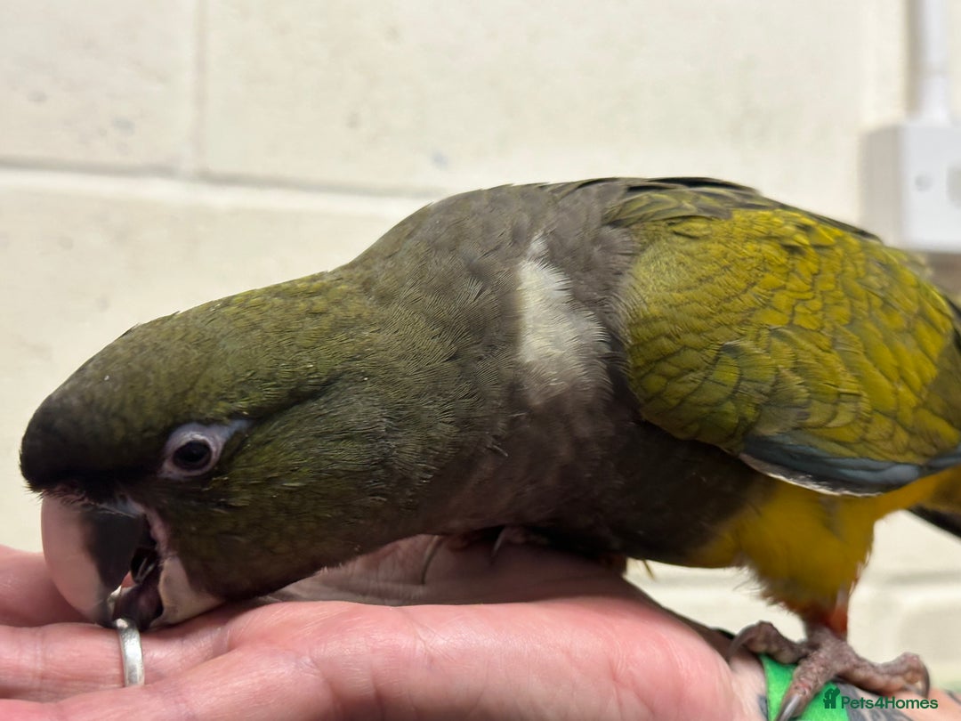 Conures birds for sale: Hand Reared Patagonians - Image 3