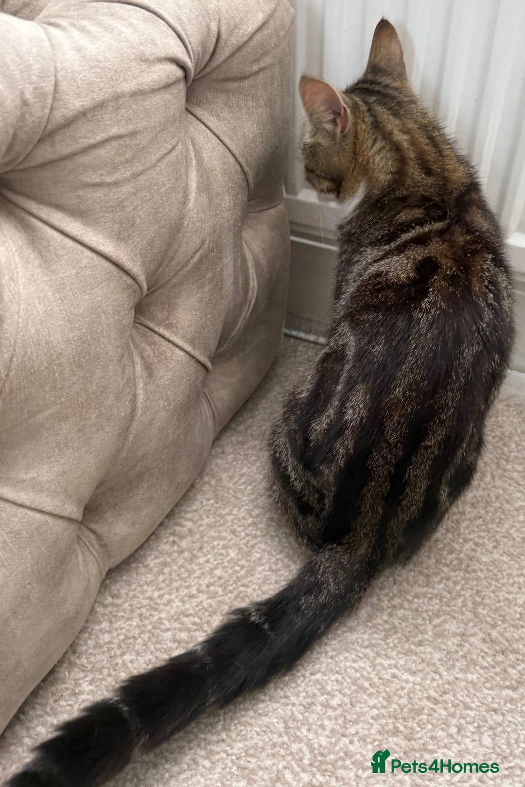 Mixed Breed cats for sale: Rosey, female Tabby mix age 3 - Advert 2