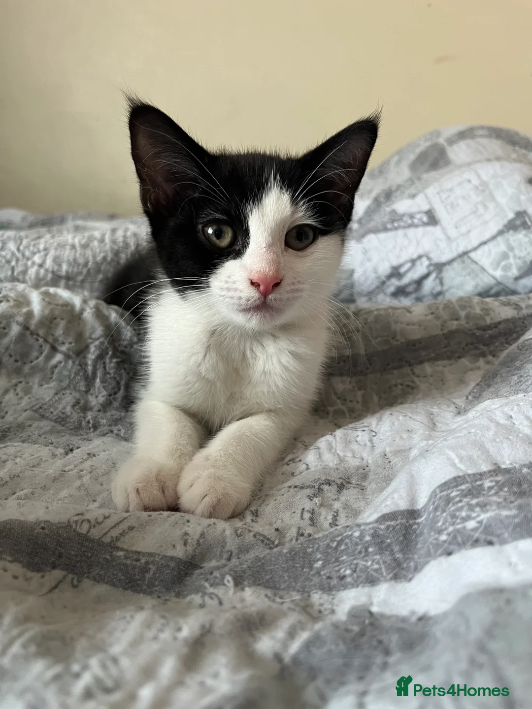 Mixed Breed cats for sale: 2 female kitten - Advert 3