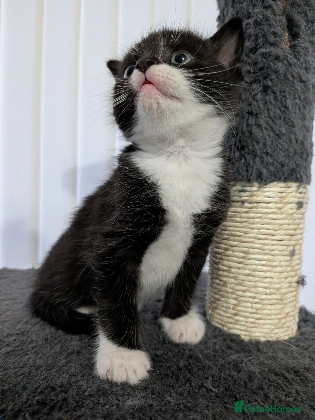 Mixed Breed cats for sale: Male kitten for sale - Advert 2