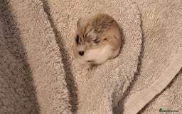 Hamster rodents for sale: Robovoski hamster - Image 2