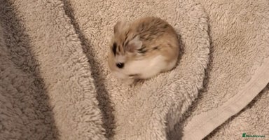 Hamster rodents - Advert 3