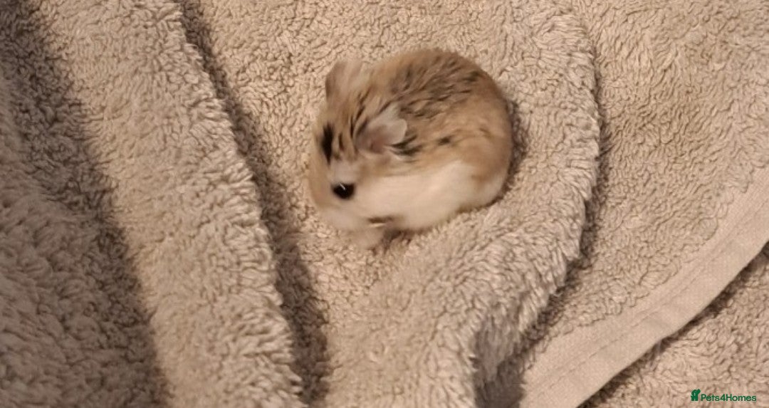 Hamster rodents for sale: Robovoski hamster - Image 2
