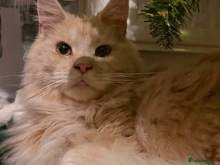 Maine Coon cats 2.5 year old male Maine Coon for sale - Advert 16