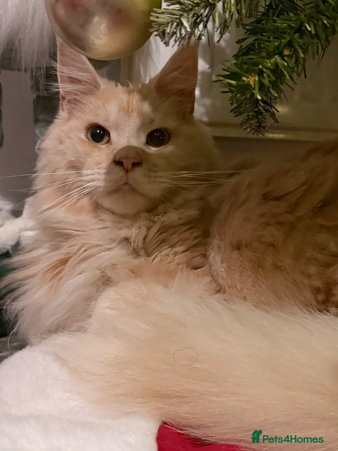 Maine Coon cats for sale: 2.5 year old male Maine Coon for sale - Advert 1
