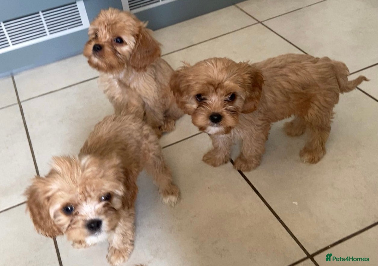 Cavachon dogs 2 beautiful cavachon puppies for sale - Advert 3