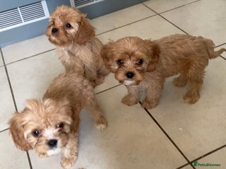 Cavachon dogs 2 beautiful cavachon puppies for sale - Advert 5