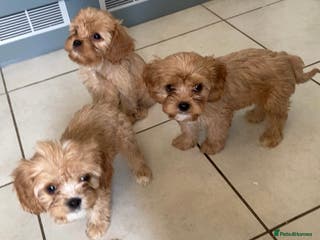 Cavachon dogs 2 beautiful cavachon puppies for sale - Advert 7