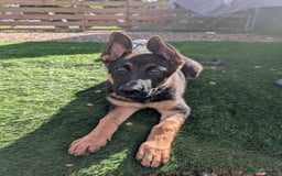 German Shepherd dogs for sale: KC Registered/health tested German Shepherd Puppy - Image 4